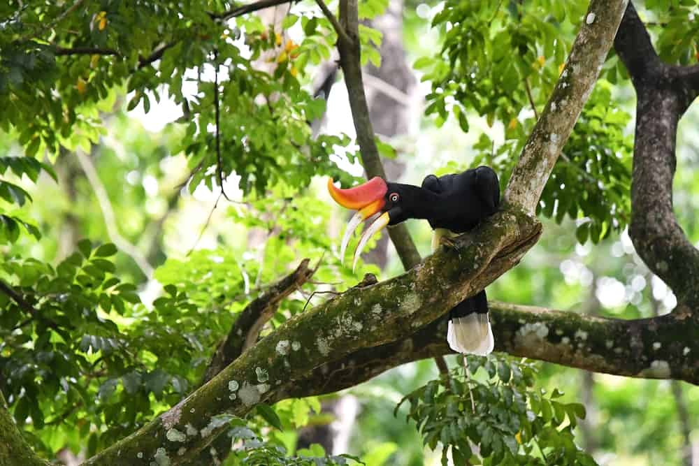  Bird Watching, Taman Negara