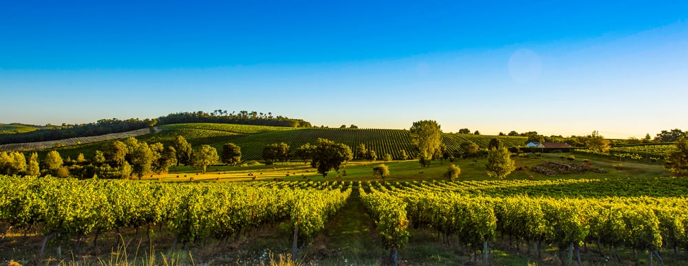 vineyards