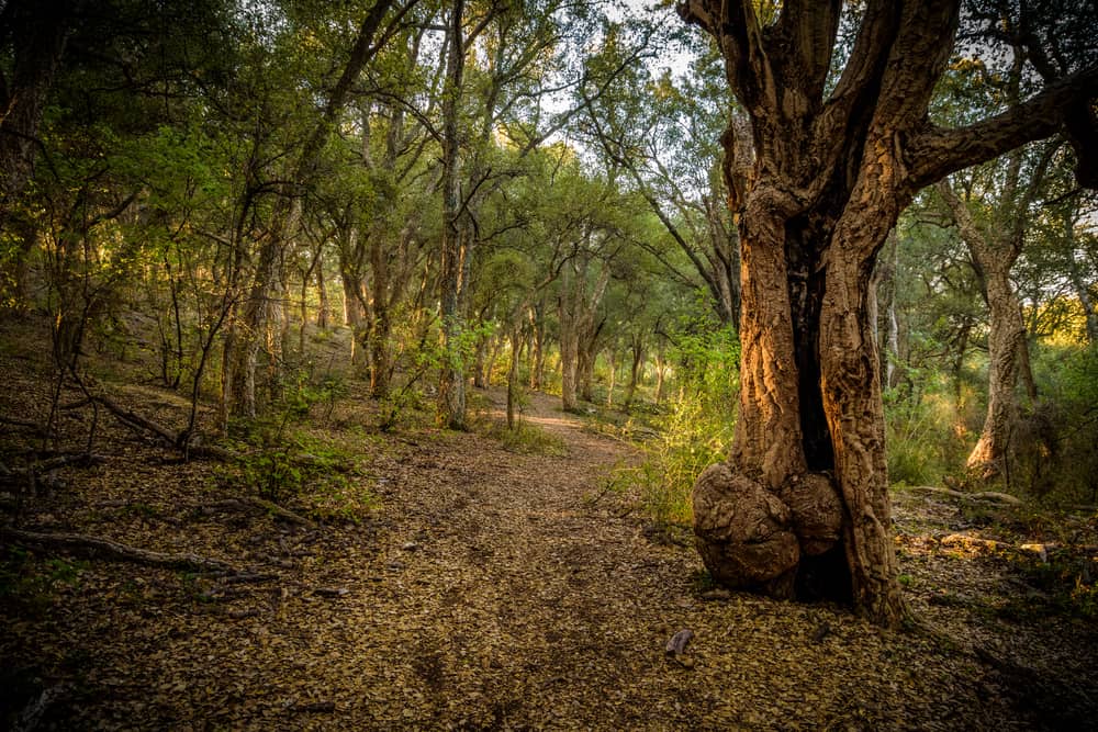 Riserva Naturale Monte Catillo