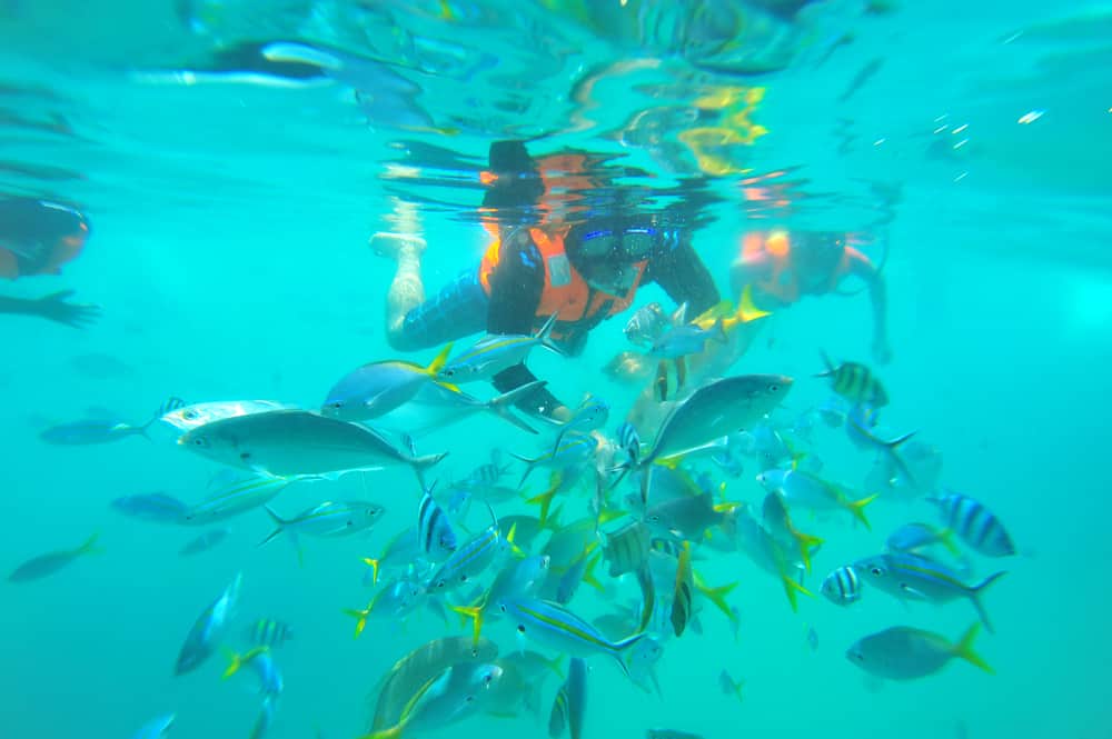Snorkeling, Coral Island