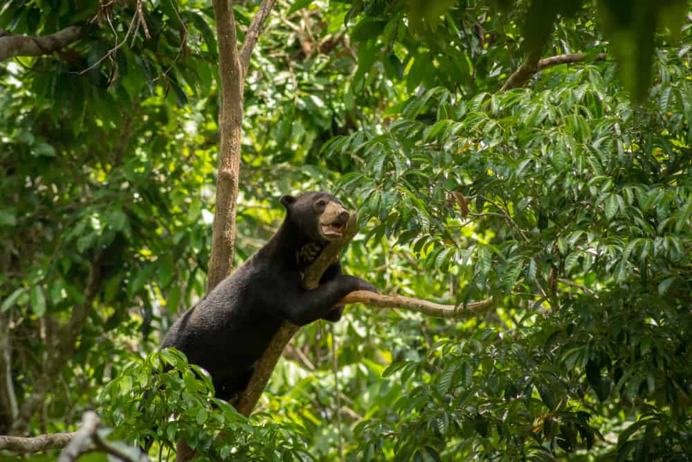 Borneo Sun Bear Conservation Center
