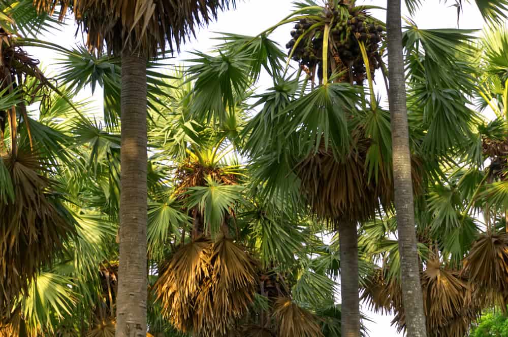 Sugar Palm Tree