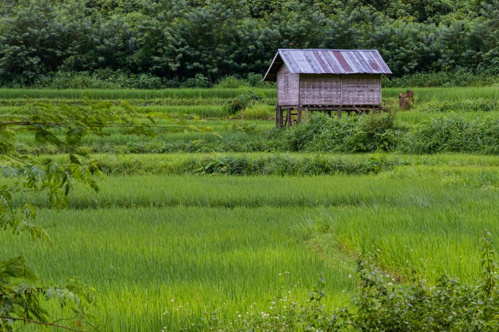 Rice Fields, Muang Ngoi Neua