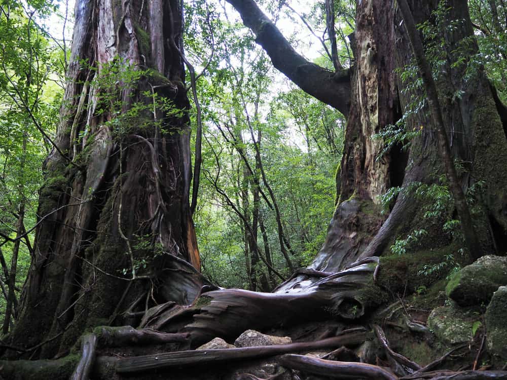 Jomon-sugi in Yakushima