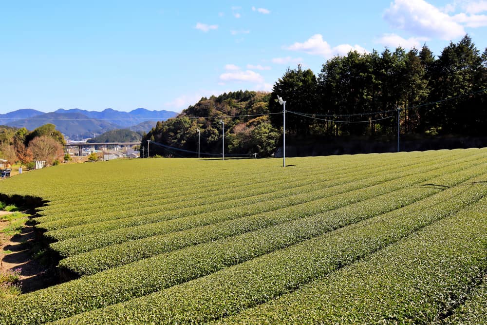 Ureshino Tea Village