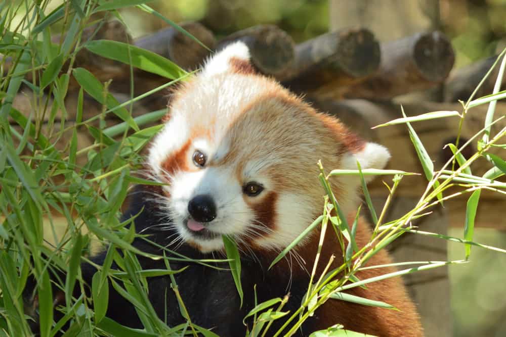 La Palmyre Zoo