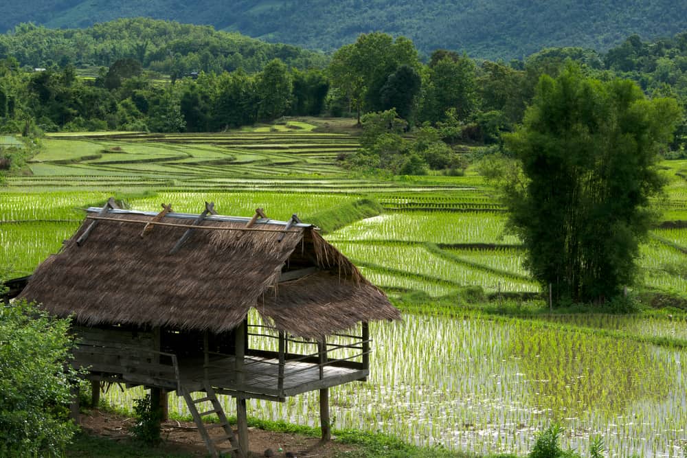 Luang Prabang Rice Field