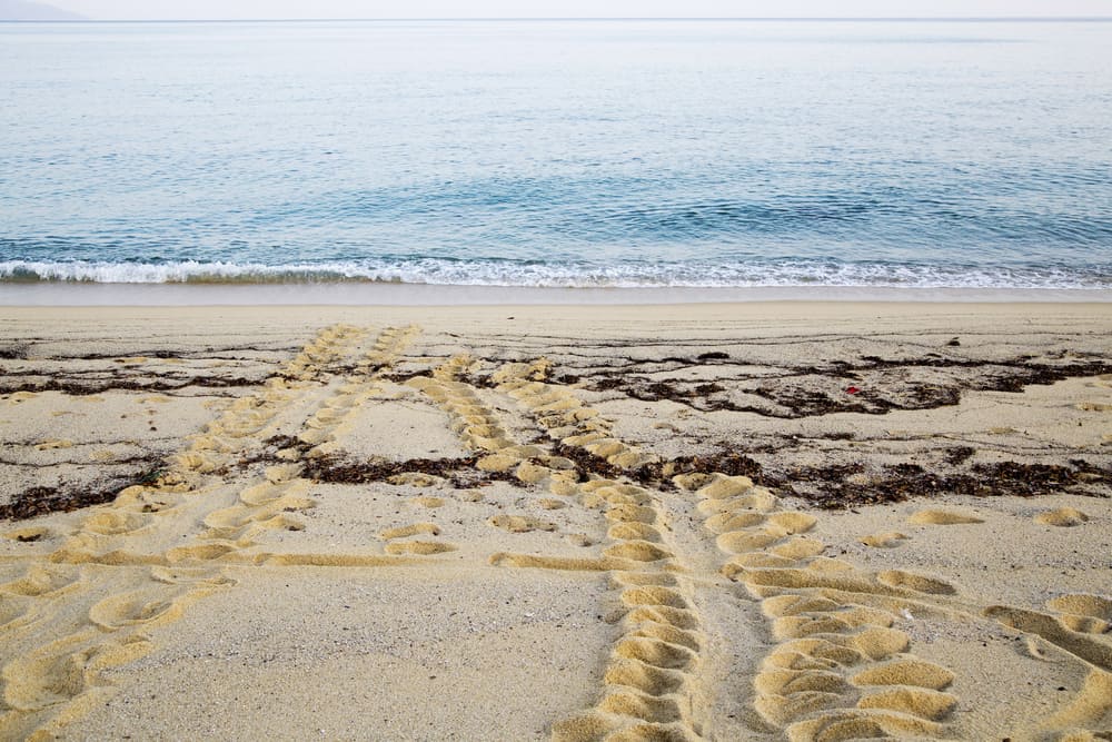 Sea turtle's foot prints, Nagata-inaka-hama Beach