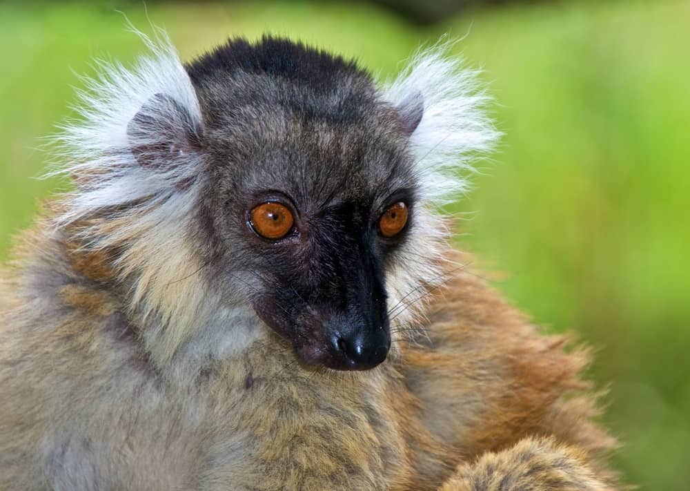 La Vallée des Singes, Romagne