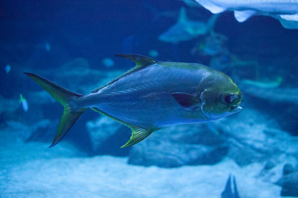 Aquarium Mare Nostrum