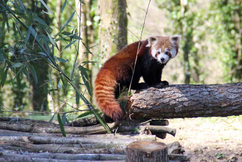 Parc Zoo du Reynou, Vigen