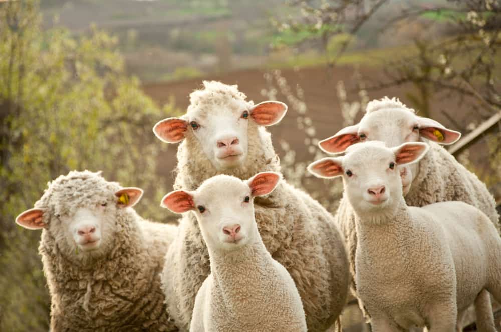 Sheep