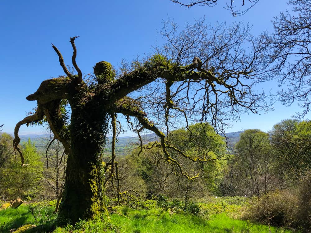 Slieve Gullion Forest Park