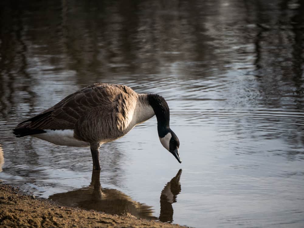 Canada Geese