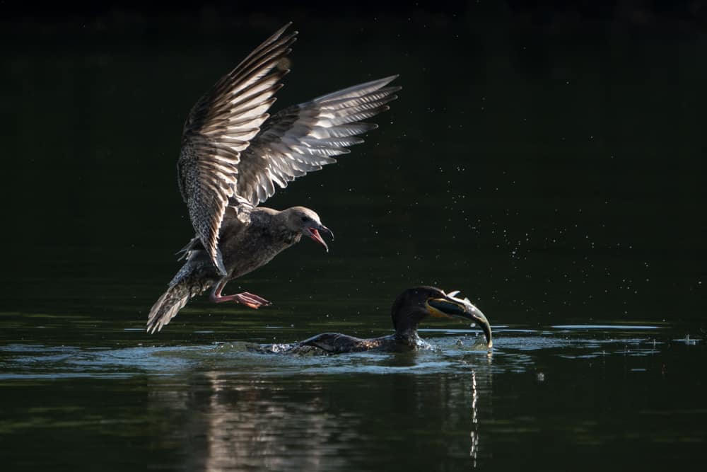 Cormorant