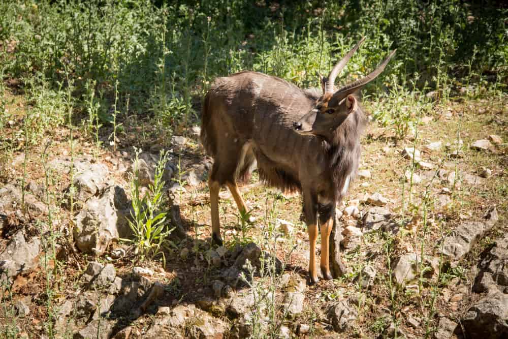 Montpellier Zoological Park