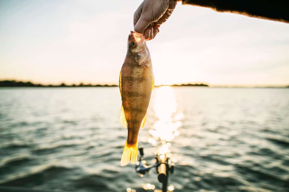 Perch Fishing