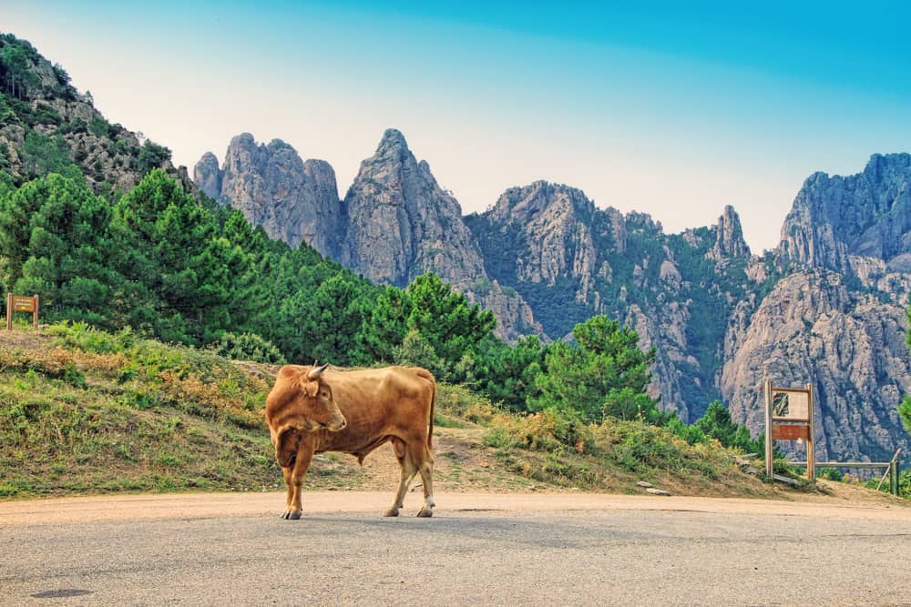 Aiguilles de Bavella