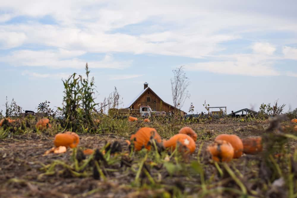 Louisburg Cider Mill