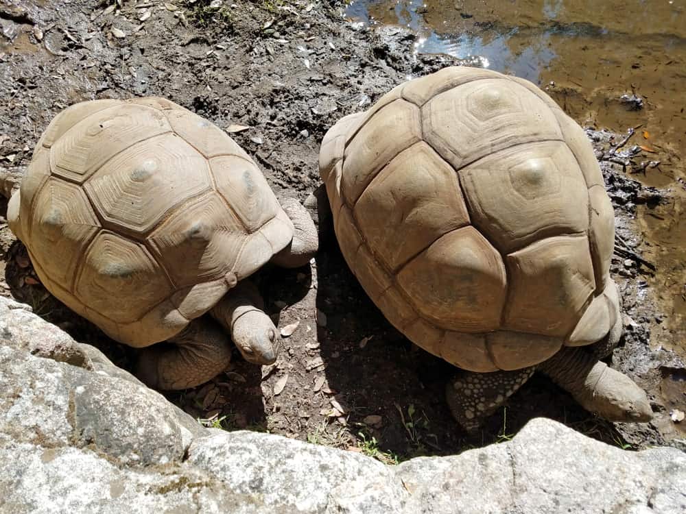 A Cupulatta, Ucciani