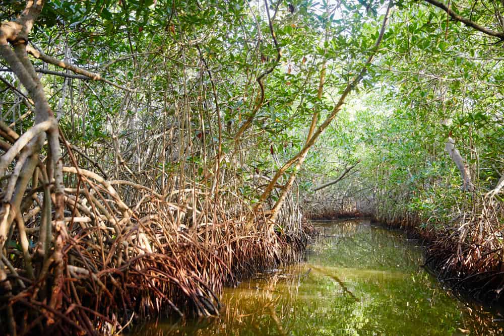 La Boquilla and Mangrove Swamps