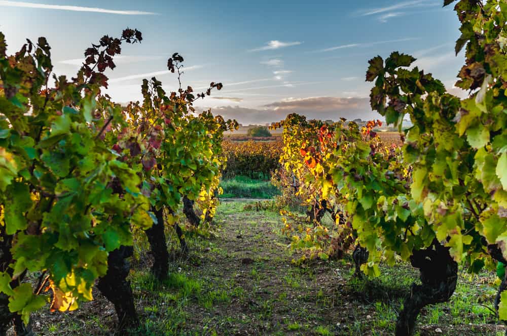 vineyards
