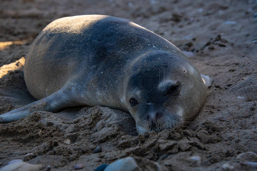 Seal on Alonissos