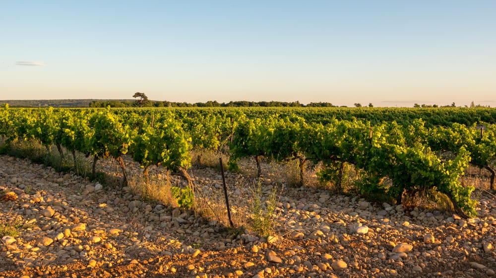 Vignoble de Provence