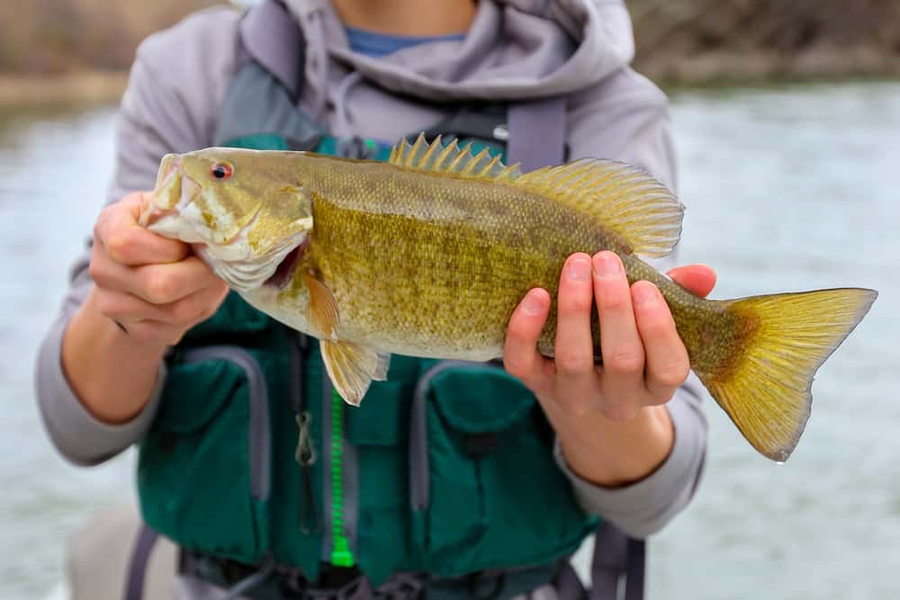 Fishing Smallmouth Bass
