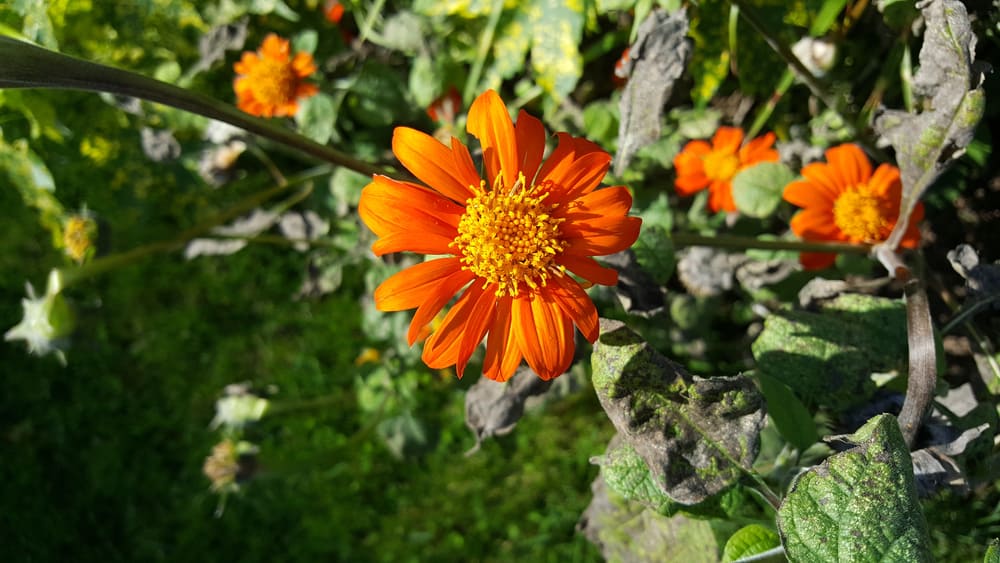 Les Jardins Suspendus