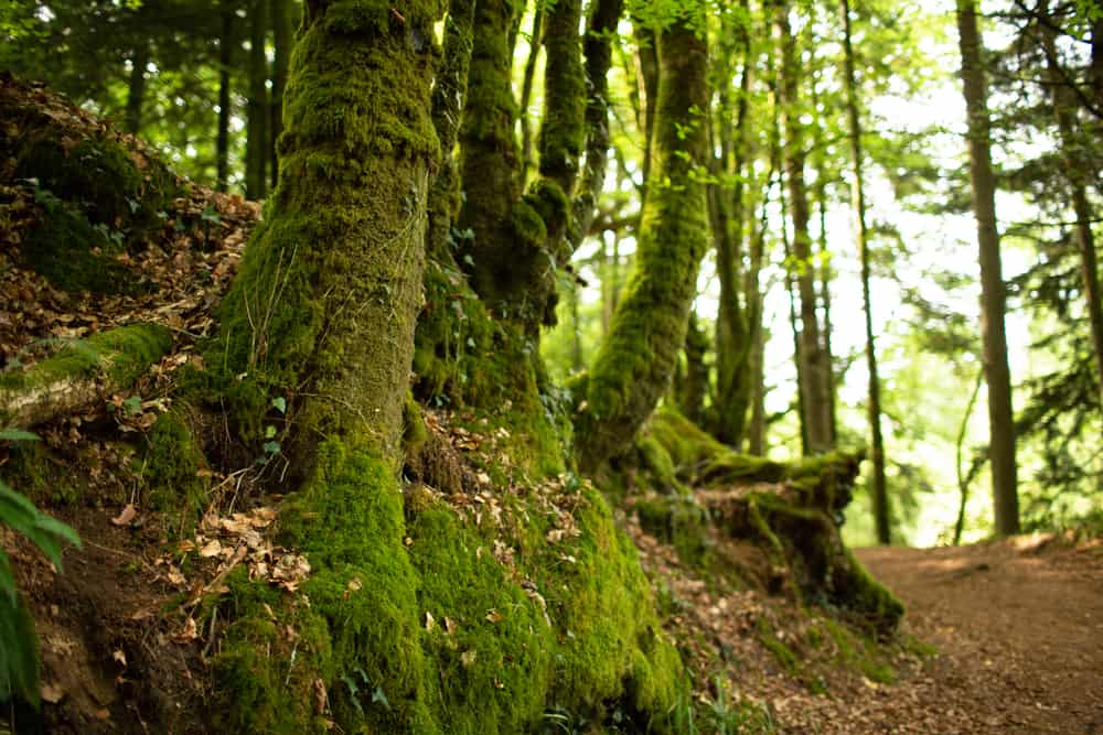 Huelgoat Forest, Finistère
