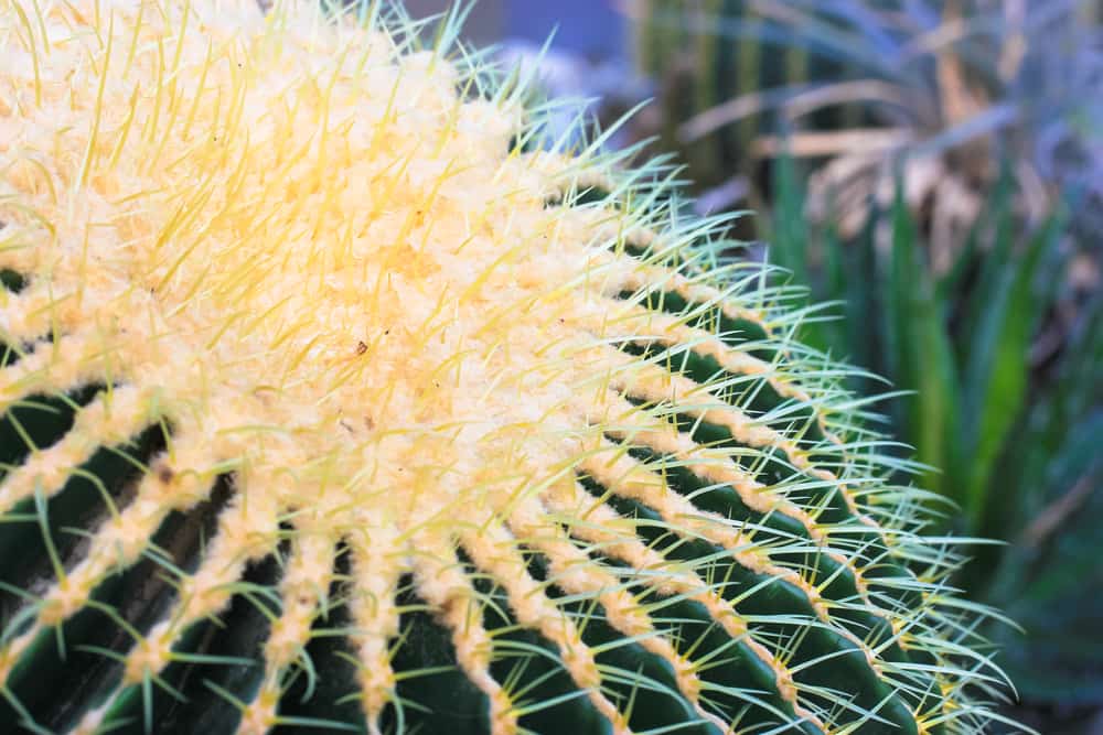 Wirikuta Botanical Cactus Garden