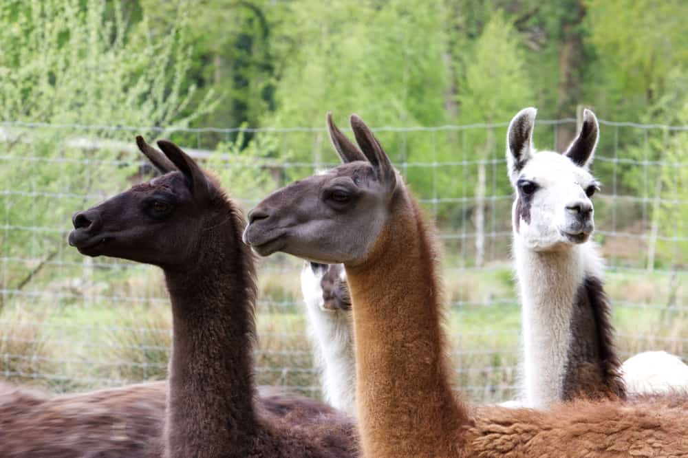 Le Guerno zoo