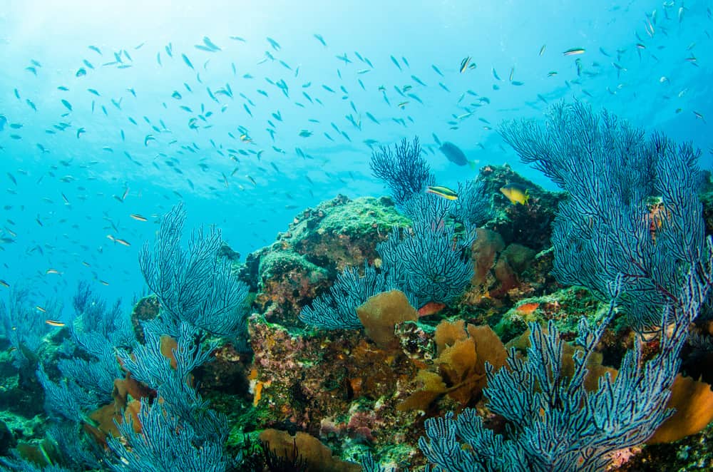 Cabo Pulmo National Park