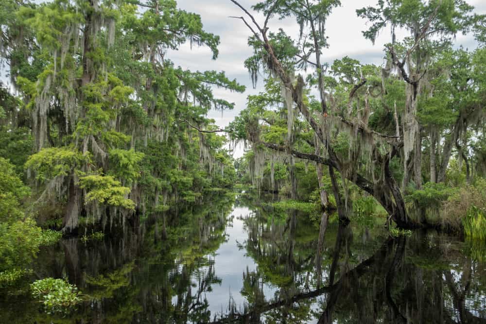 The Louisiana Bayous