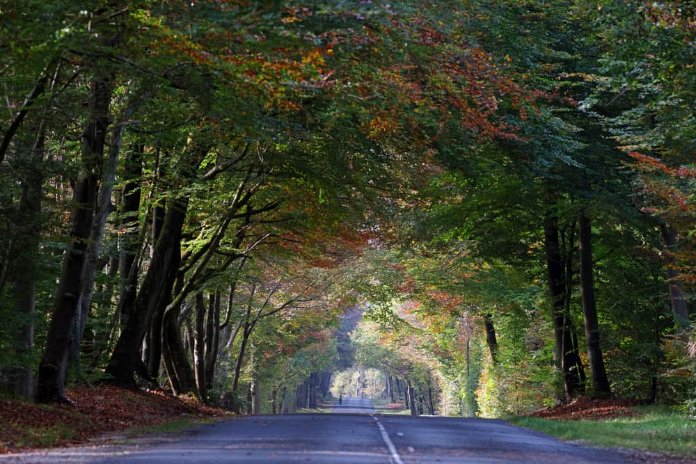 Forest of Fontainebleau