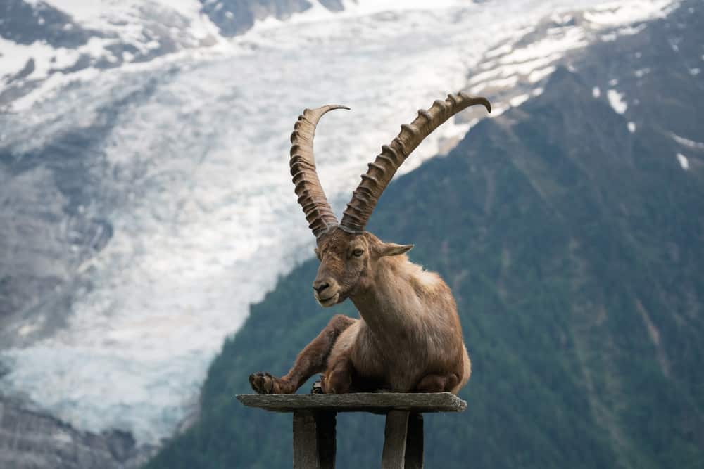 Parc de Merlet, Chamonix