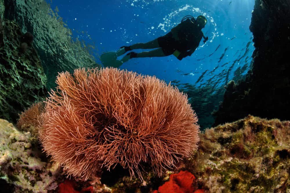 Diving