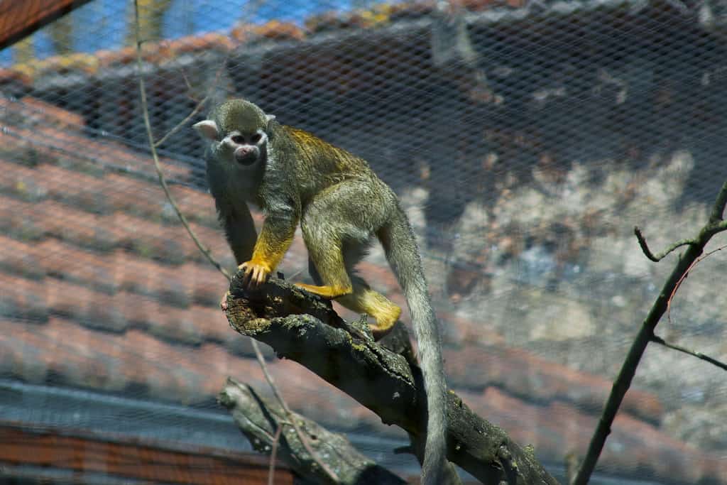 Parc Zoo du Reynou
