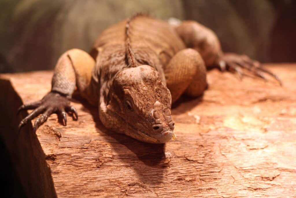 Rhinoceros Iguana at the Greensboro Science Center