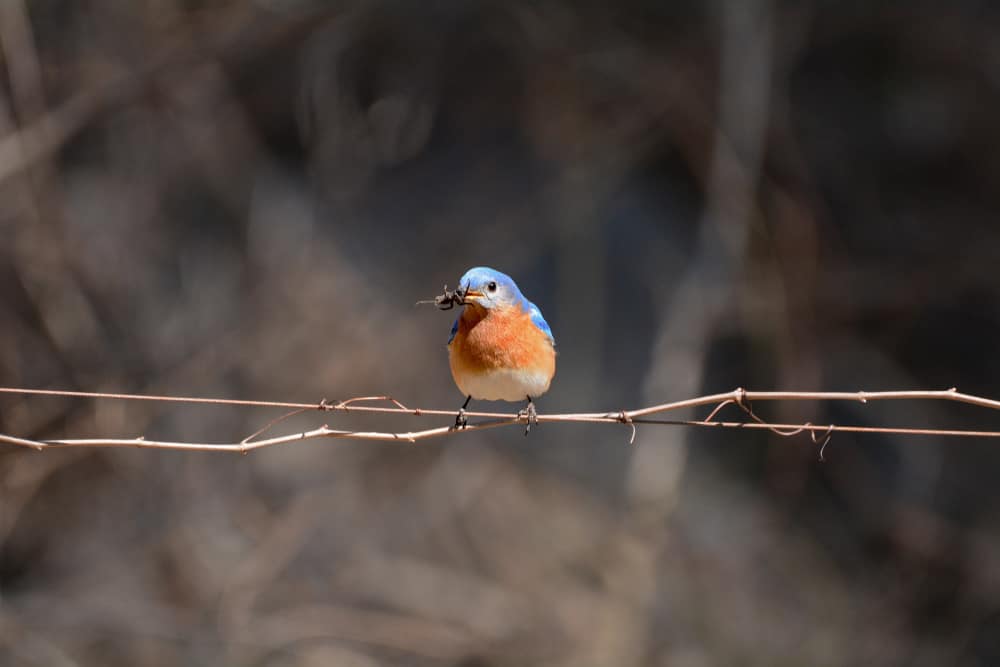 Eastern Bluebird