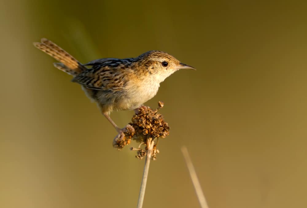 Sedge Wren