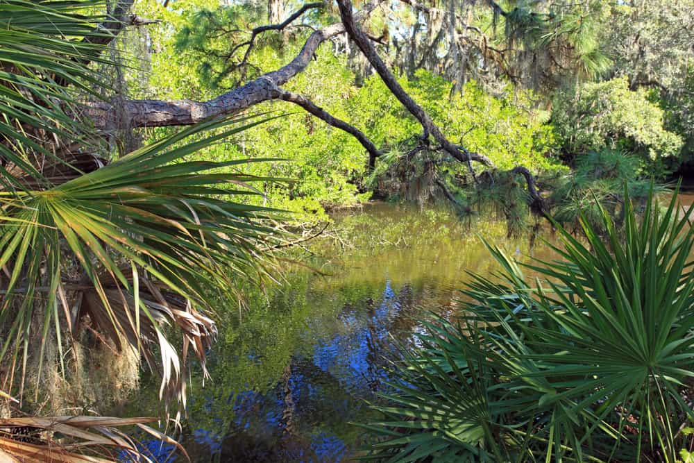 Lake Osprey Trail, Oscar Scherer State Park