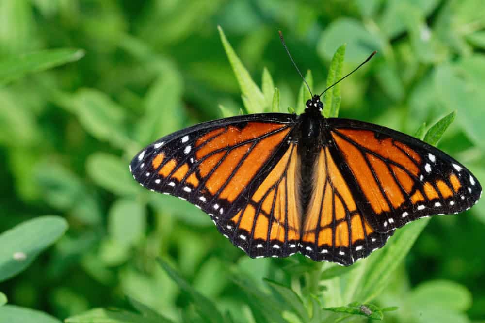 Butterfly Garden at the Bartlett Nature Center