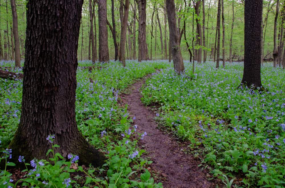 O’Hara Woods Preserve