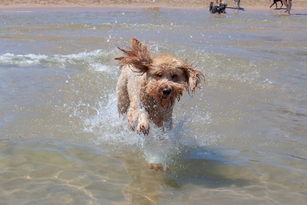 Belmont Harbor Dog Beach