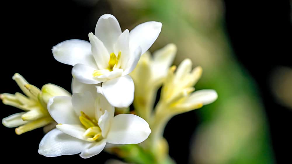 tuberose
