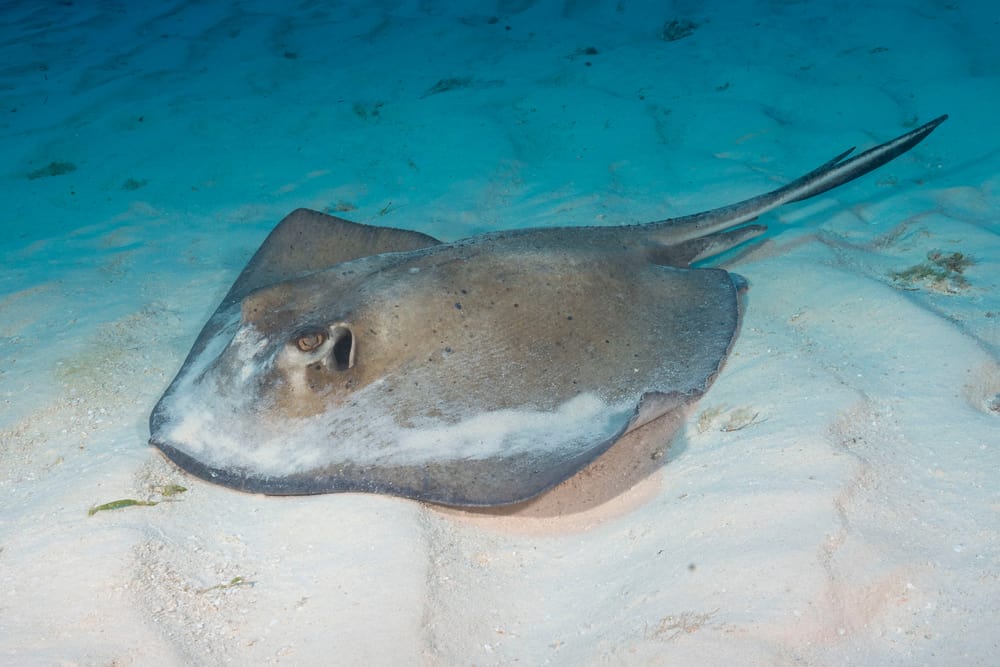 Stingray, Cozumel