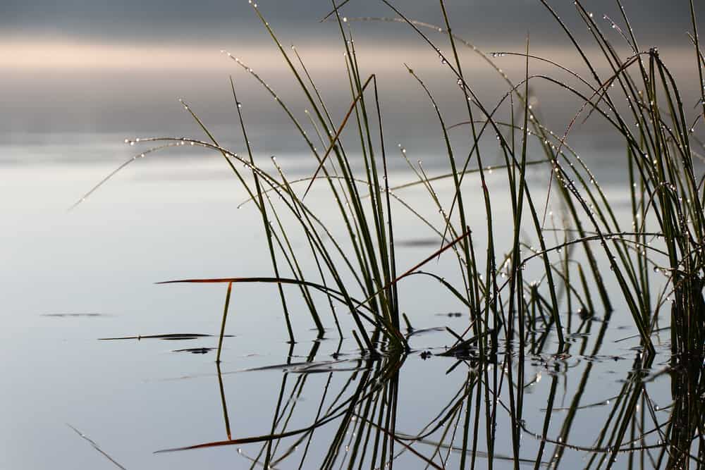 Lac de Pombonne