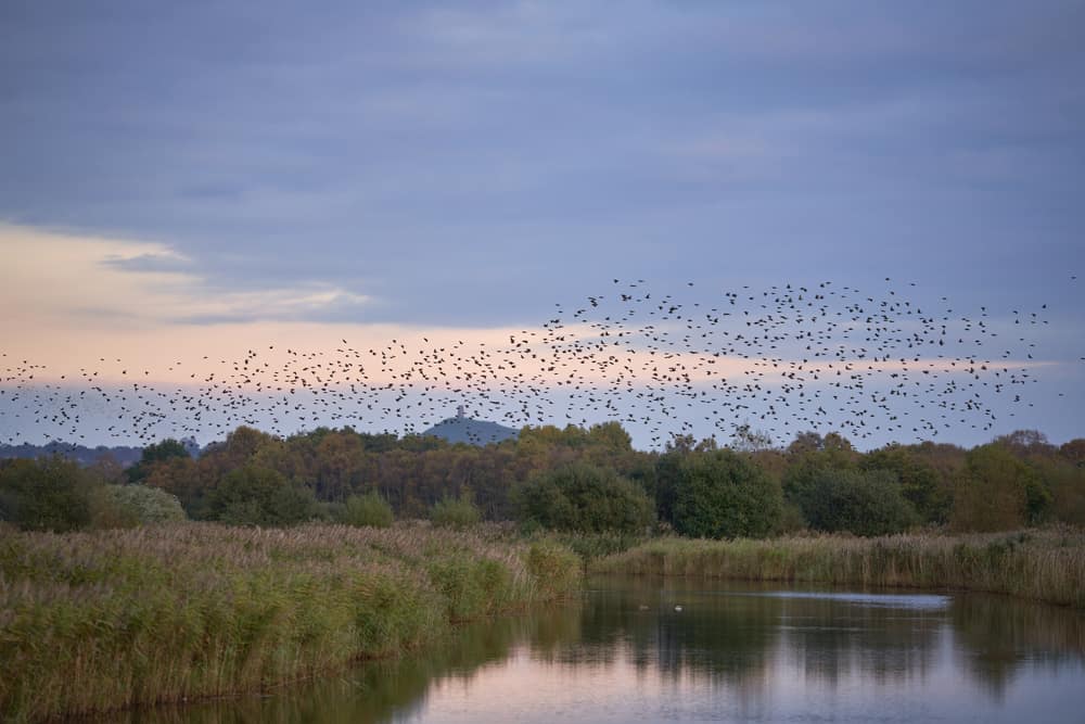 Ham Wall Nature Reserve
